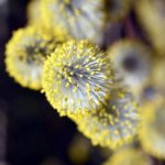 Pollenschutzgewebe Chiemgau